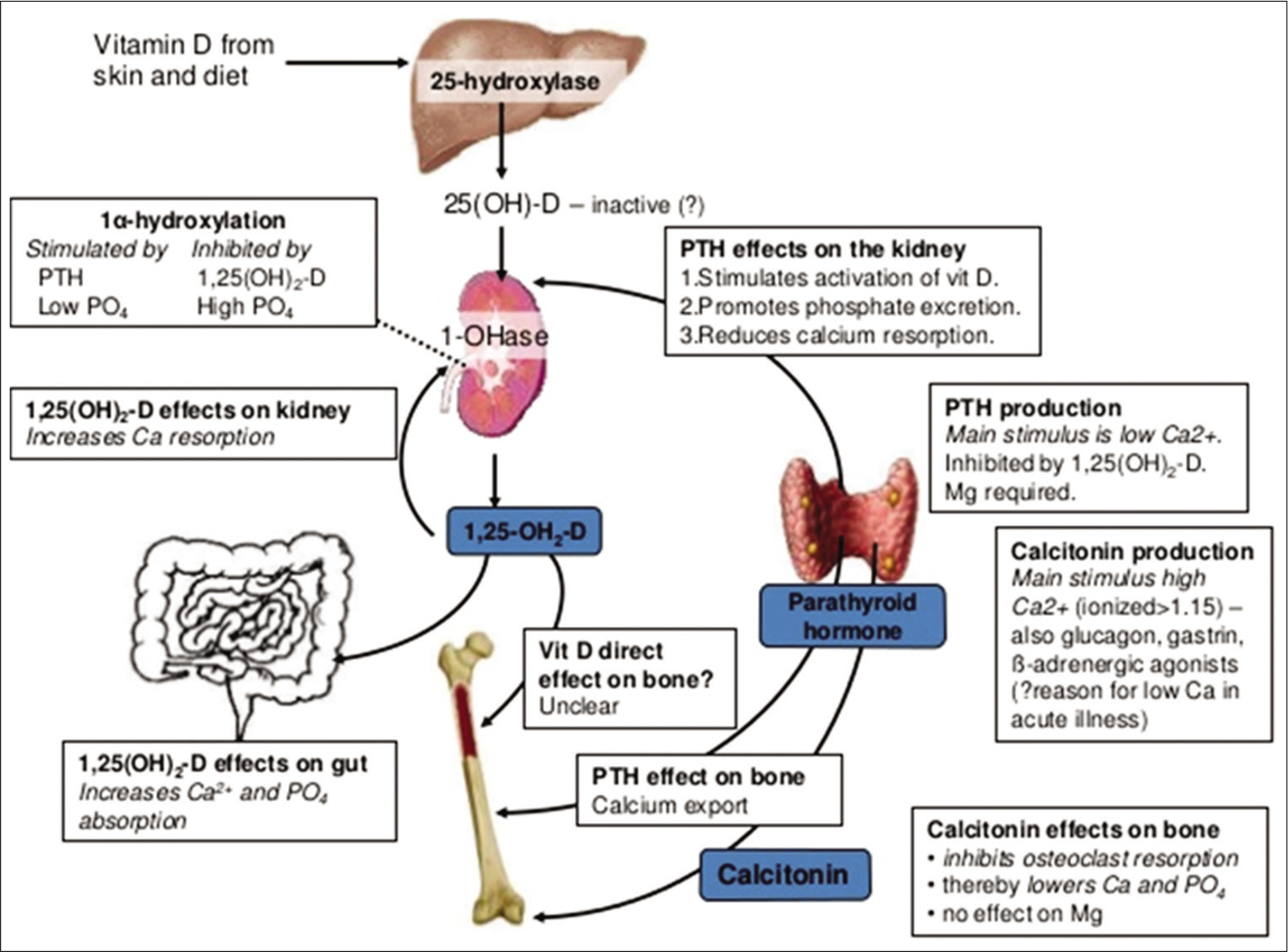 Interplay of Vitamin-D and parathormone on calcium-phosphorus homeostasis.