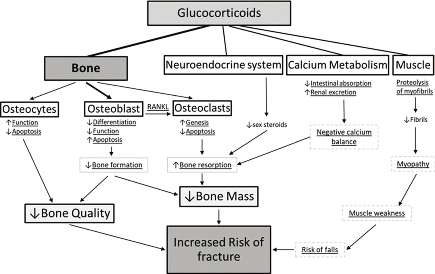 Effects of glucocorticoids on bone.[46]