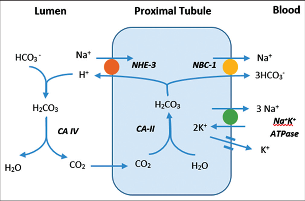 Bicarbonate reabsorption in proximal tubule.