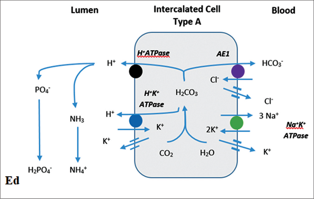 Distal urinary acidification. NHE 3: Sodium hydrogen exchanger 3, NBC-1: Sodium bicarbonate cotransporter, AE1: Anion exchanger, CA II: Carbonic anhydrase II, CA IV: Carbonic anhydrase IV.