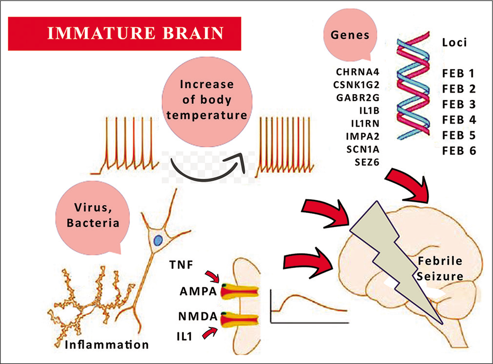 Mechanism of febrile seizure.[33]