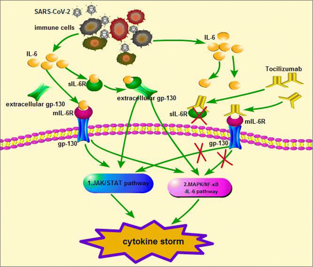 Interleukin-6 (IL-6) triggers dimerisation of gp130 through binding of IL-6R. Tocilizumab binds to the IL-6R or the soluble IL-6R, which mediates IL-6 trans signalling, preventing binding of IL-6, hence reduces Janus kinase/signal transducer and activator of transcription signalling.